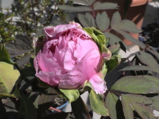 牡丹新七福神の花