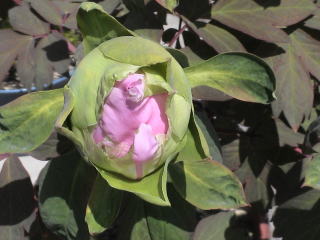 牡丹新七福神の花