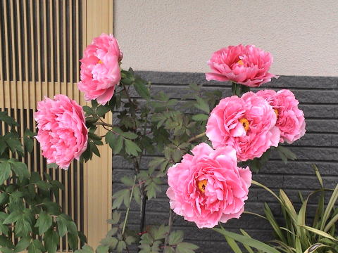牡丹新七福神の花