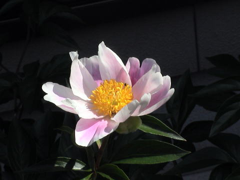 和風シャクヤク