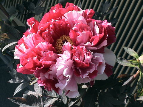 牡丹縞錦の花