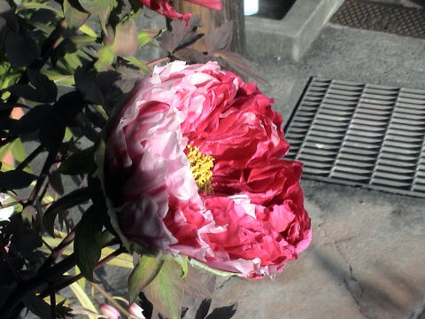 牡丹縞錦の花
